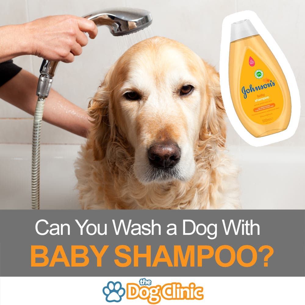 Can I use baby shampoo on my dog