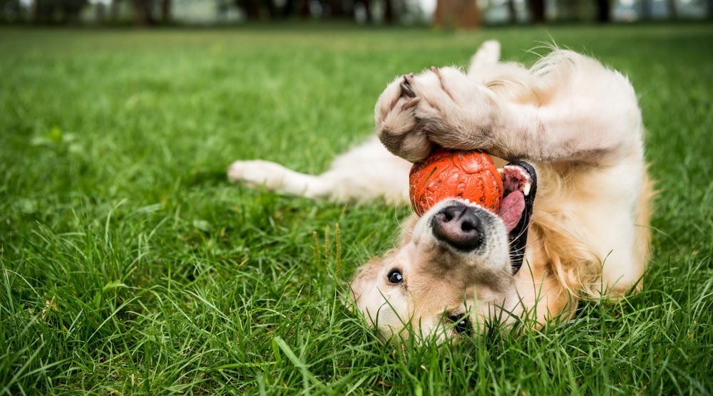 A guide to fun dog activities