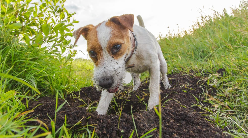 How to keep dogs from digging holes