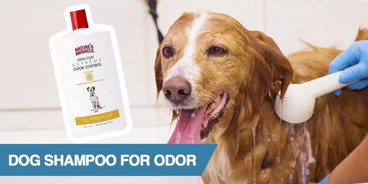 best odor control dog shampoo