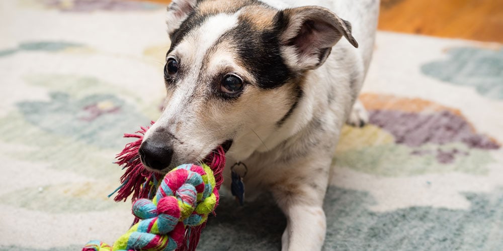 A dog with a chew rope