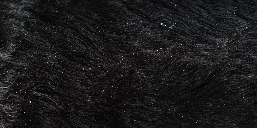 Dandruff on a dog