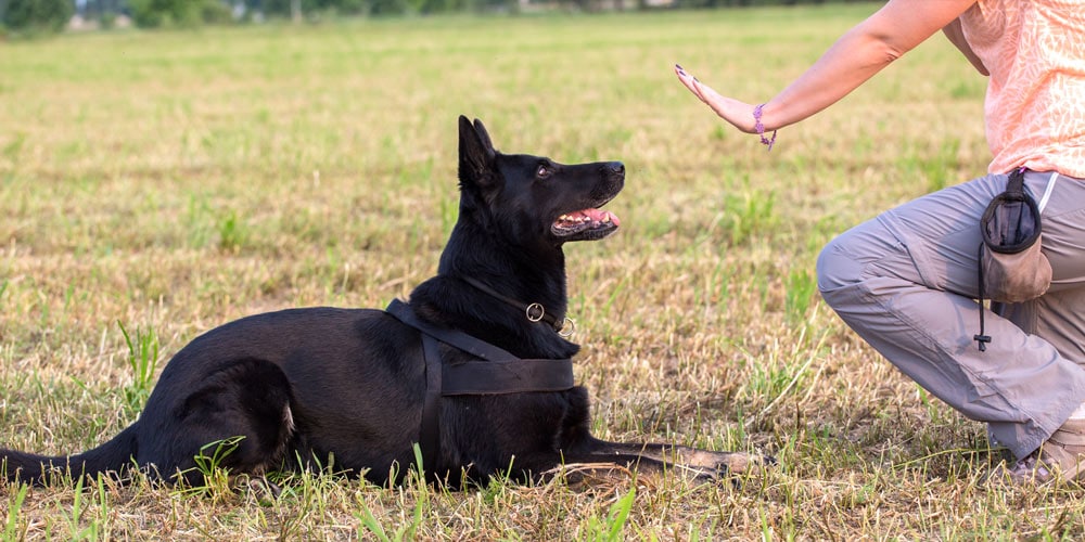A woman training a dog with a pouch