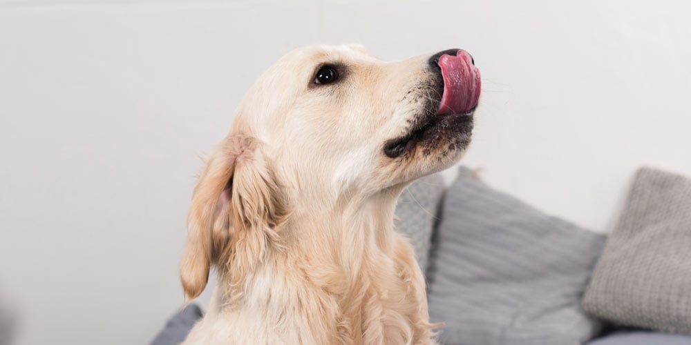 A Golden Retriever licking his nose