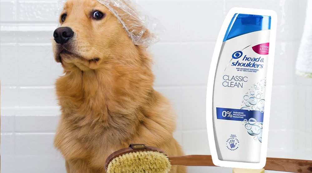 Barnlig kurve dok Can You Use Head And Shoulders On A Dog? [Quick Answer]