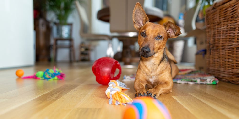 A dog with toys on the floor