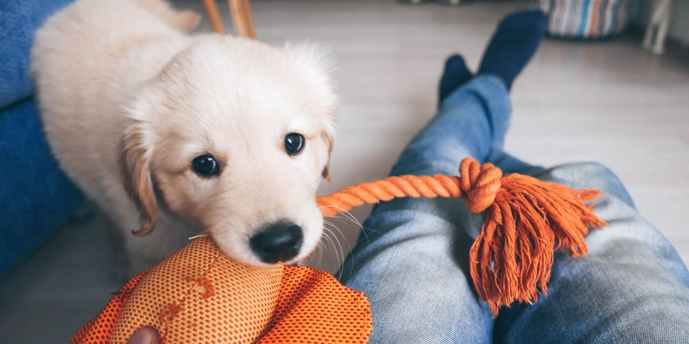 A puppy with a tug toy (an explanation of why the best toys for dog play are essential)