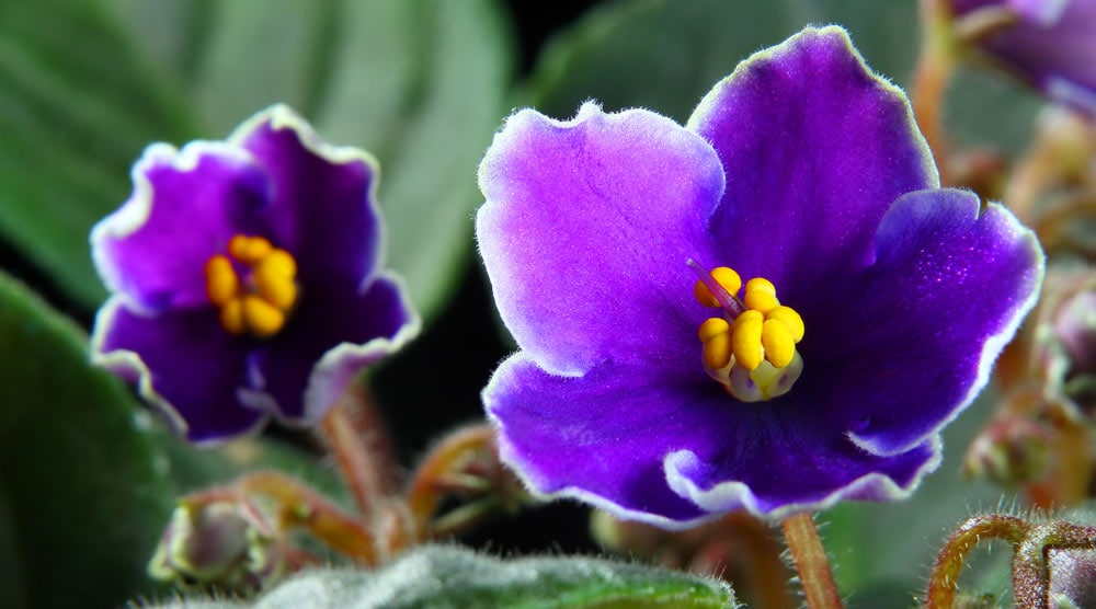 African Violet