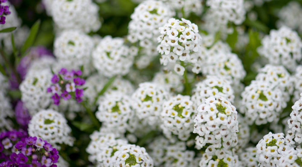 Alyssum