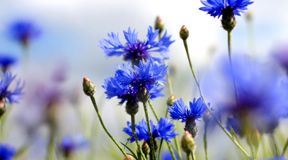 Cornflower