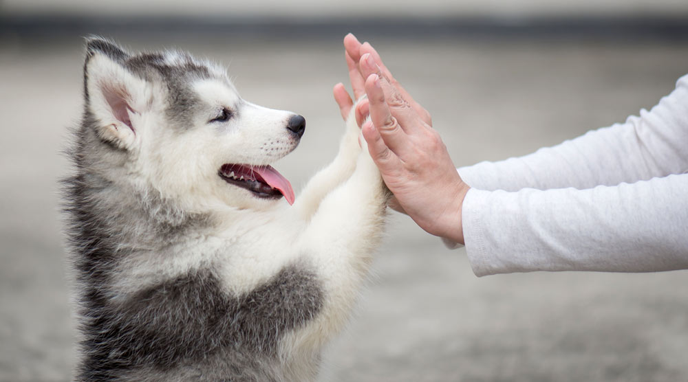 Happy puppy touching human hands