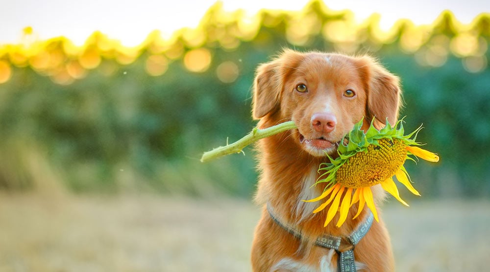 Happy dog with a sunflower in his mouth