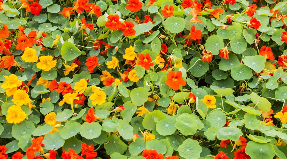 Nasturtium