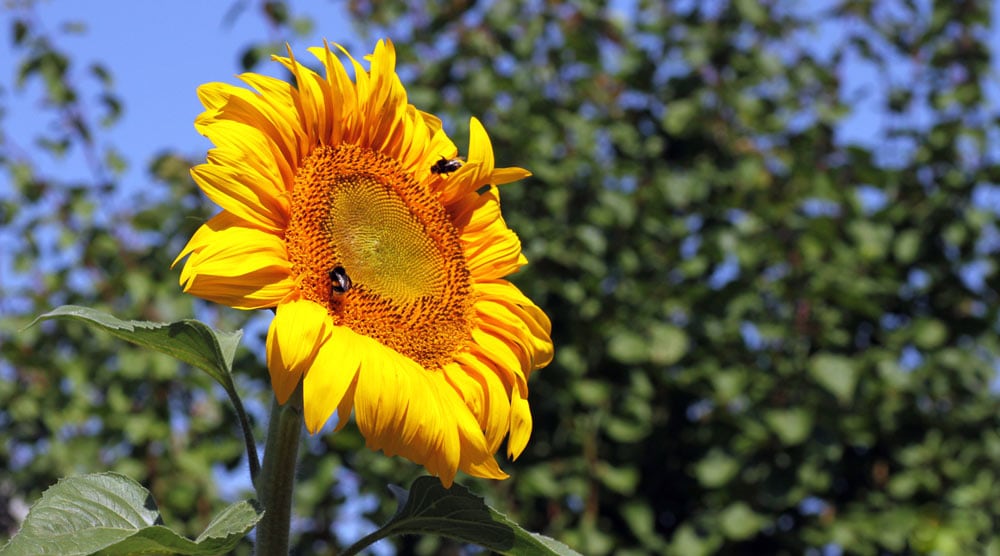 Sunflower