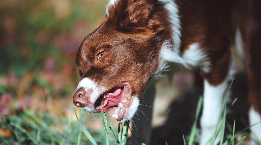 Dog eating grass