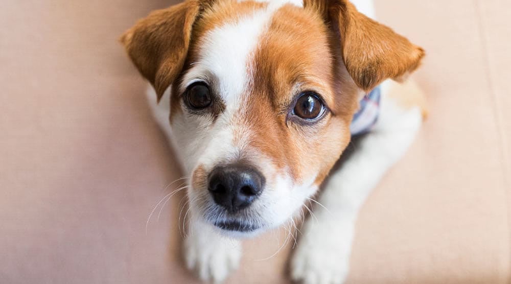 Dog on a couch