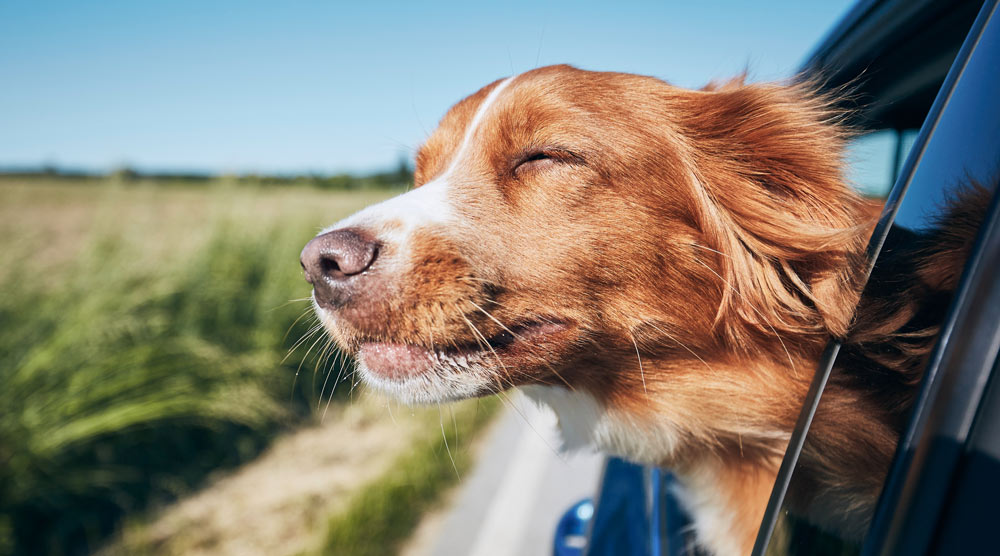A dog with his head out of car window