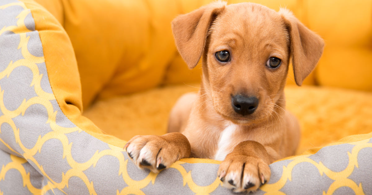 What to Do With a New Puppy? (Guide to the First Week)