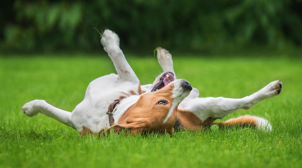 Dog rolling on his back