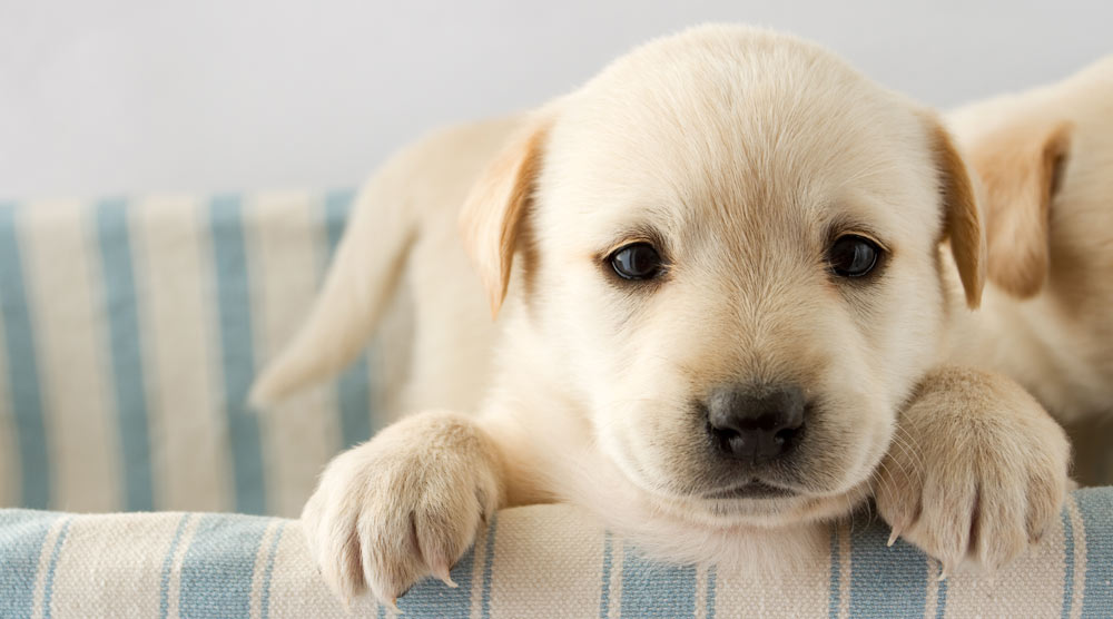 Close up of a cute puppy