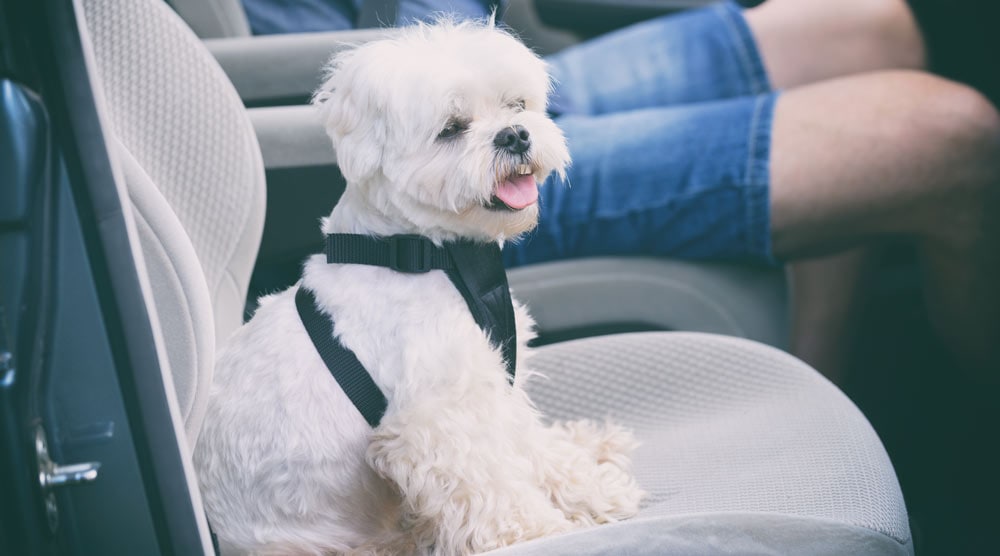 Our guide to dog car harnesses and seat belts