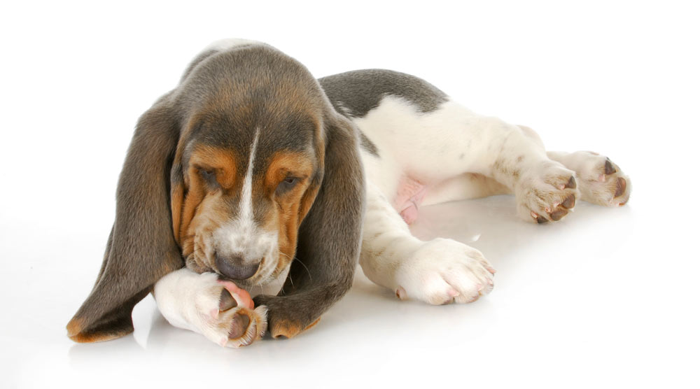 Cute dog licking his paw