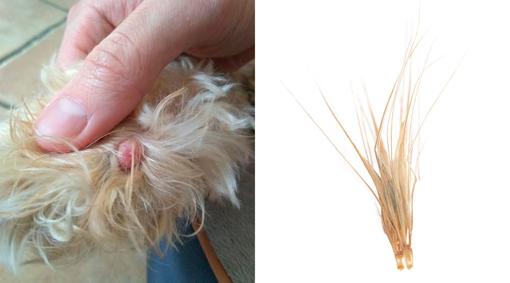 A grass seed in a dog's paw