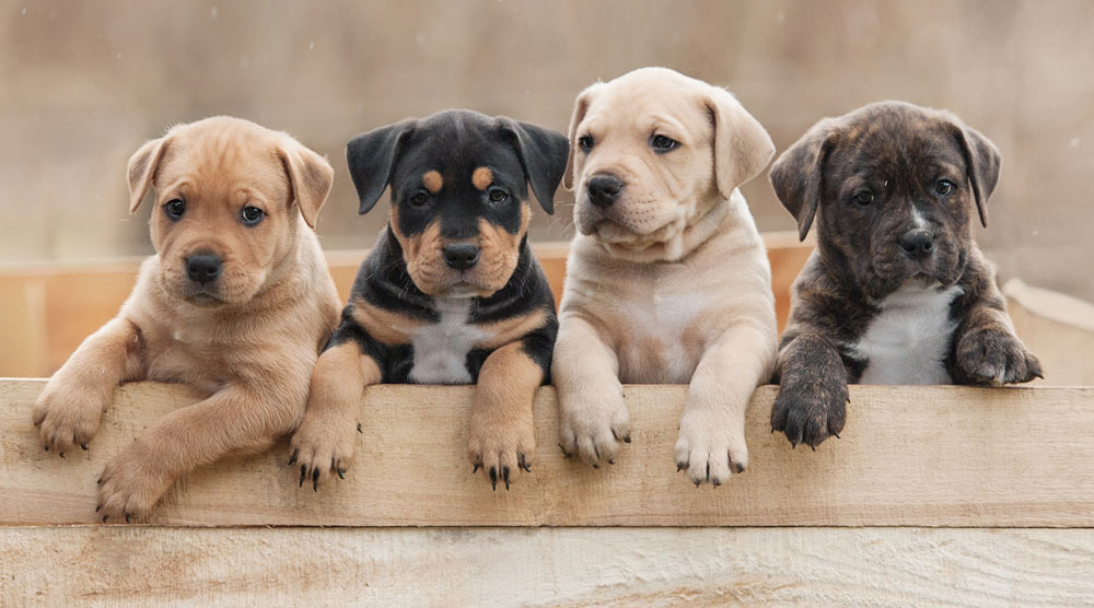 A group of four cute little puppies