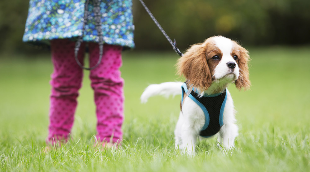 A puppy on a walk