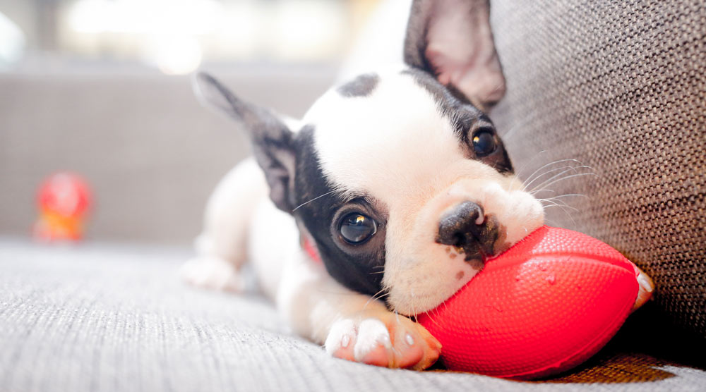 cute puppy playing on the sofa