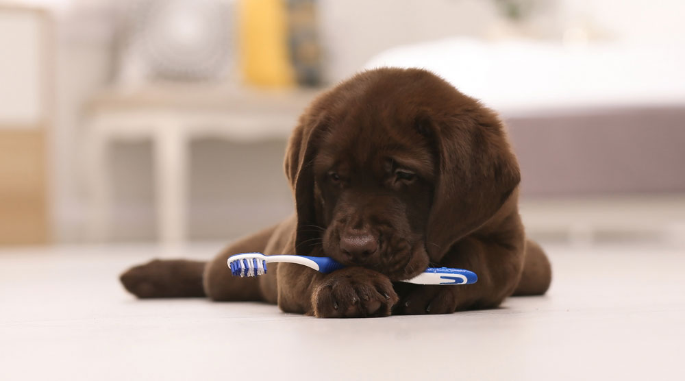 A puppy with a toothbrush