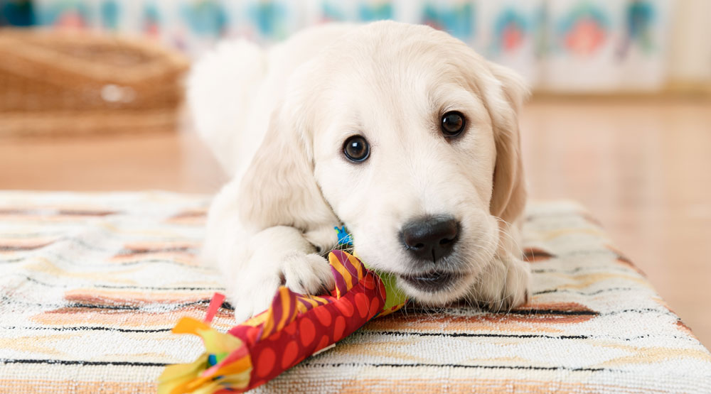 A labrador puppy with a toy