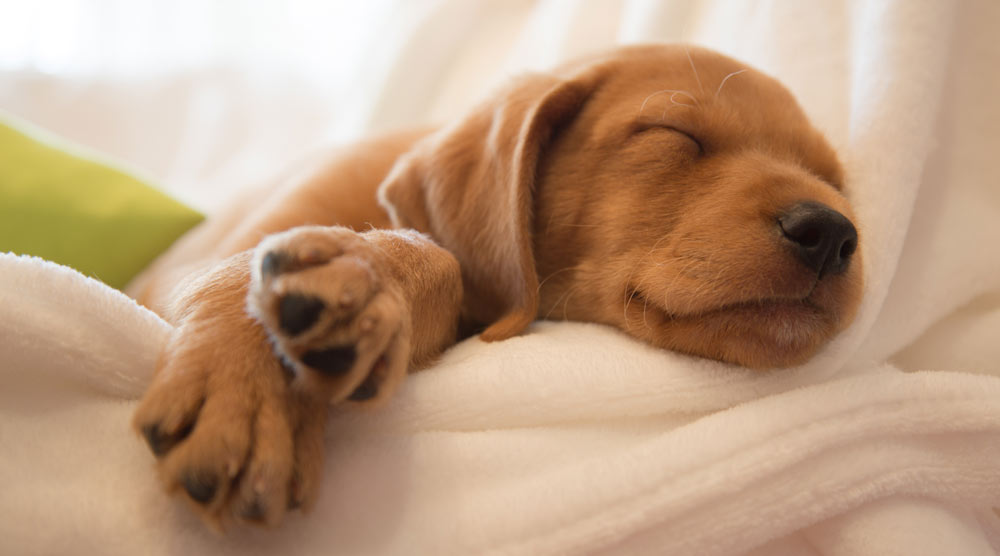 Cute resting puppy