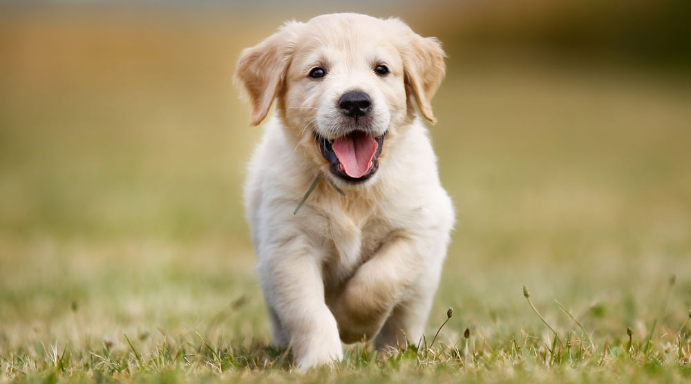 Running puppy