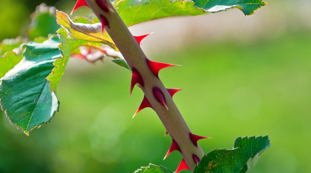 Thorns can be dangerous to dogs