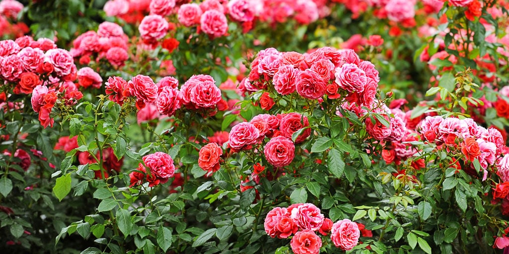 are knockout roses poisonous to dogs