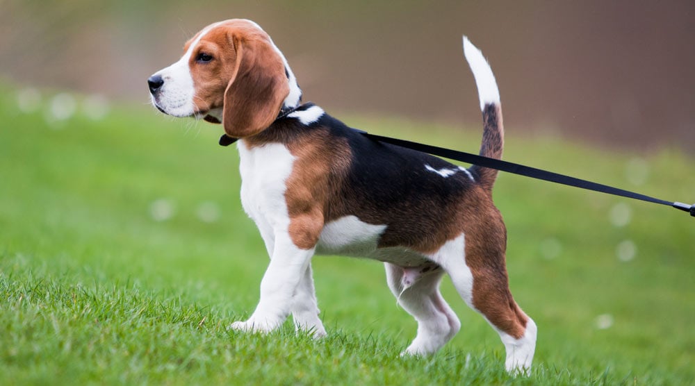We review five of the best retractable dog leashes