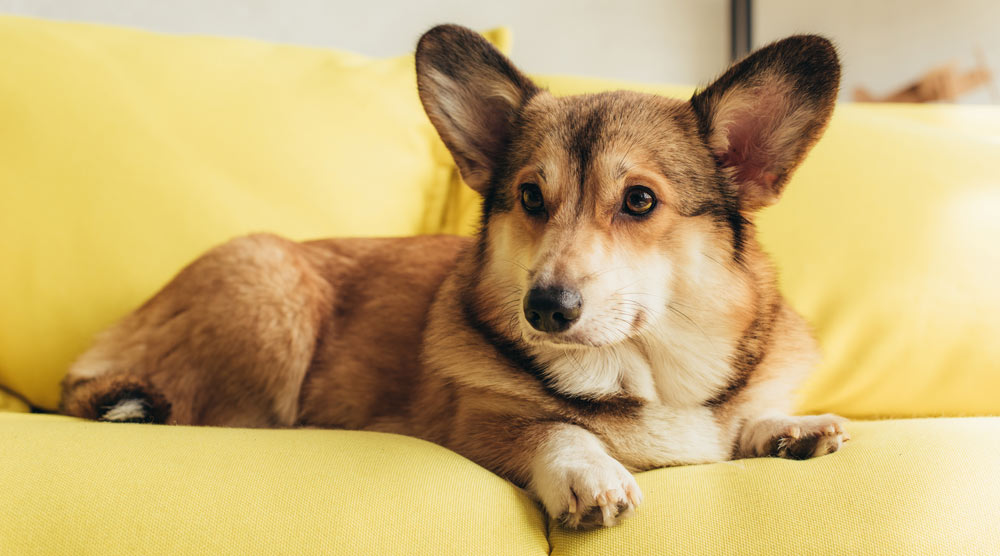 Dog sitting on a sofa