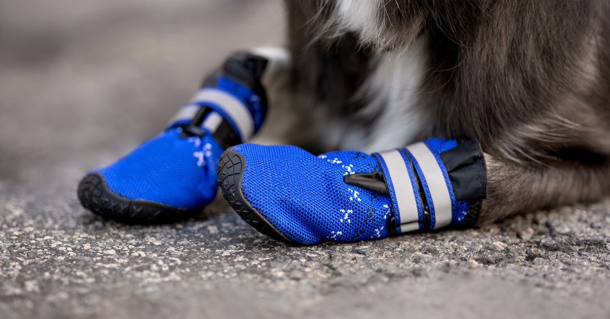 Best shoes for dogs - Buy and Slay