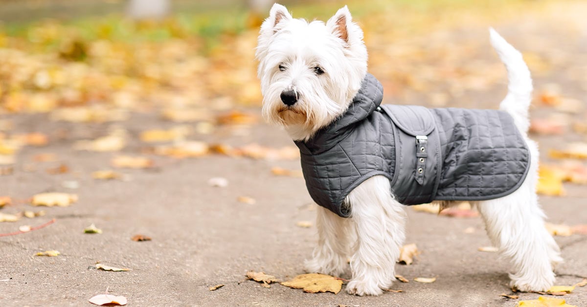 dog raincoat and wellies