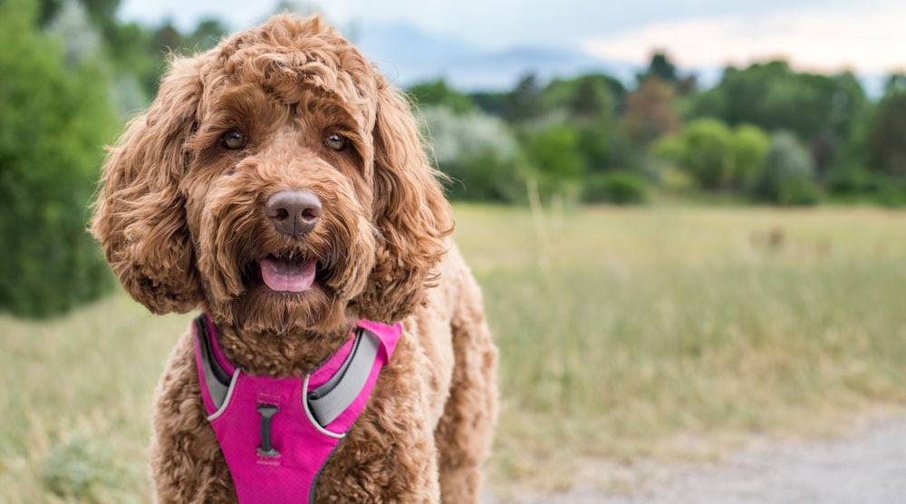 Our guide to the best dog harnesses