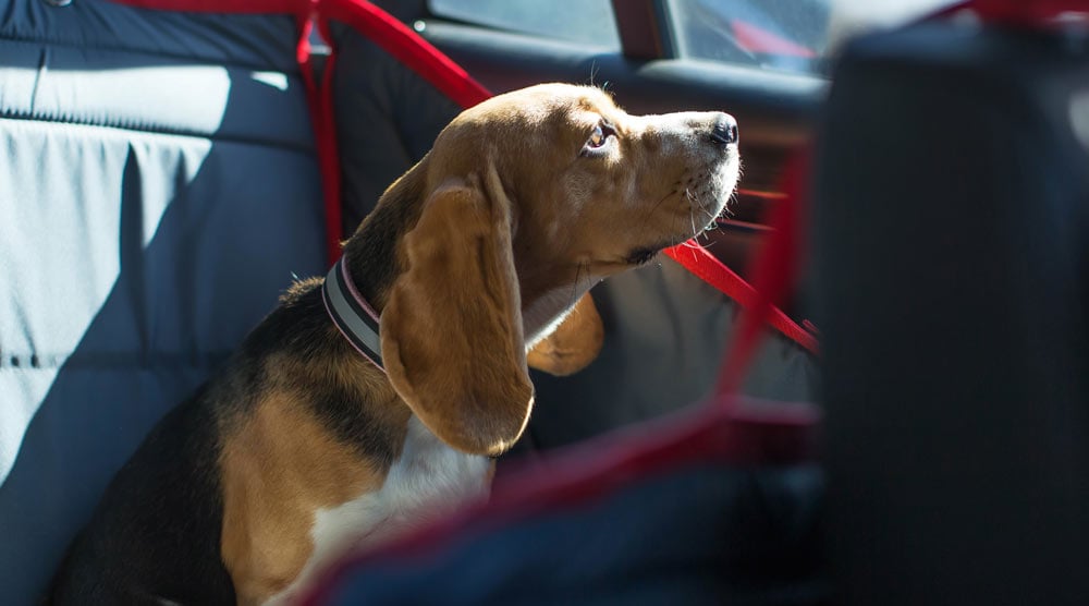 Our guide to the best pet car seat covers