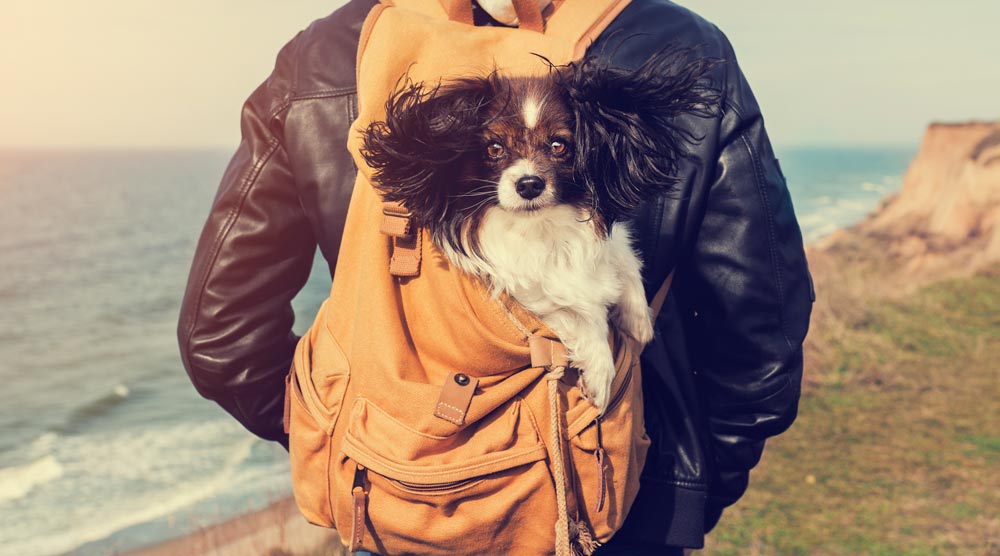 Our guide to the best dog carrier backpacks