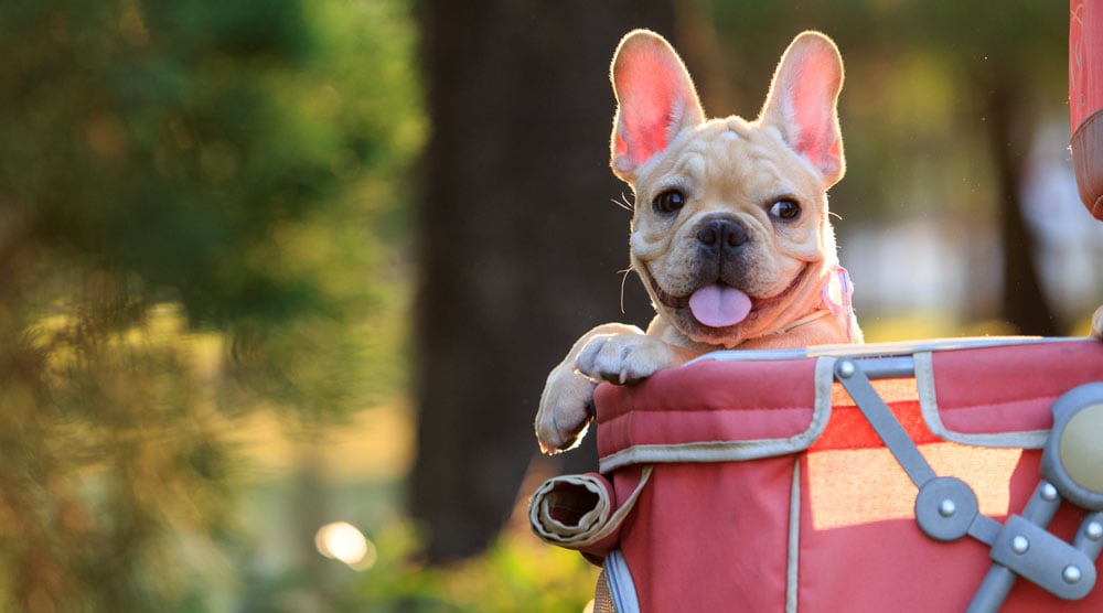 Our guide to the best dog strollers for small dogs