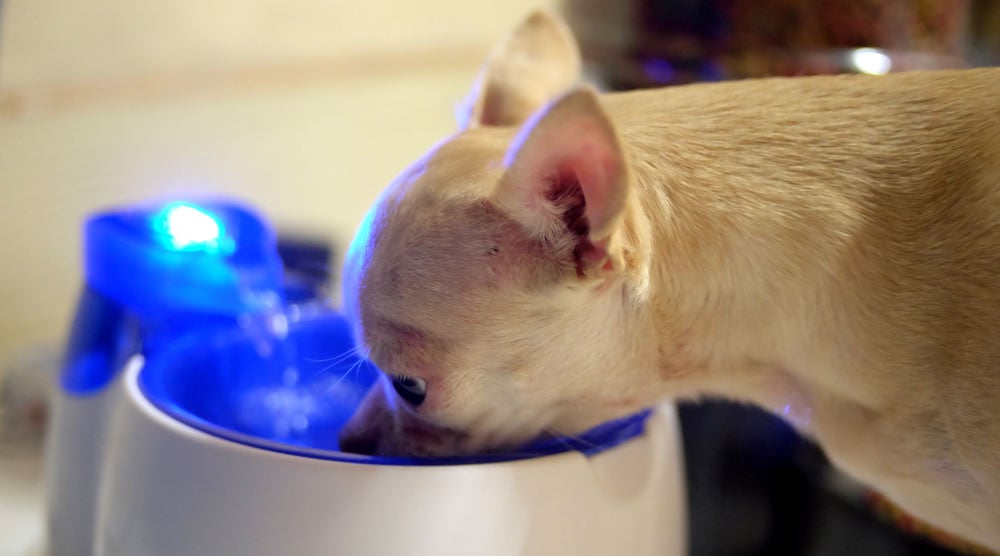 Guide to water fountains for dogs