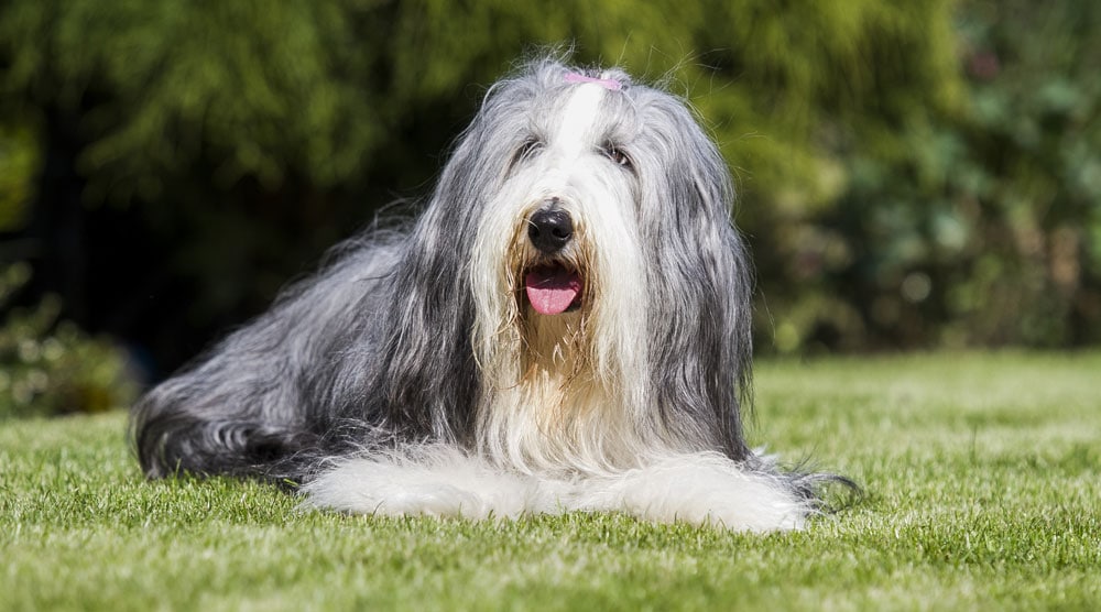 Best brushes for long haired dog breeds