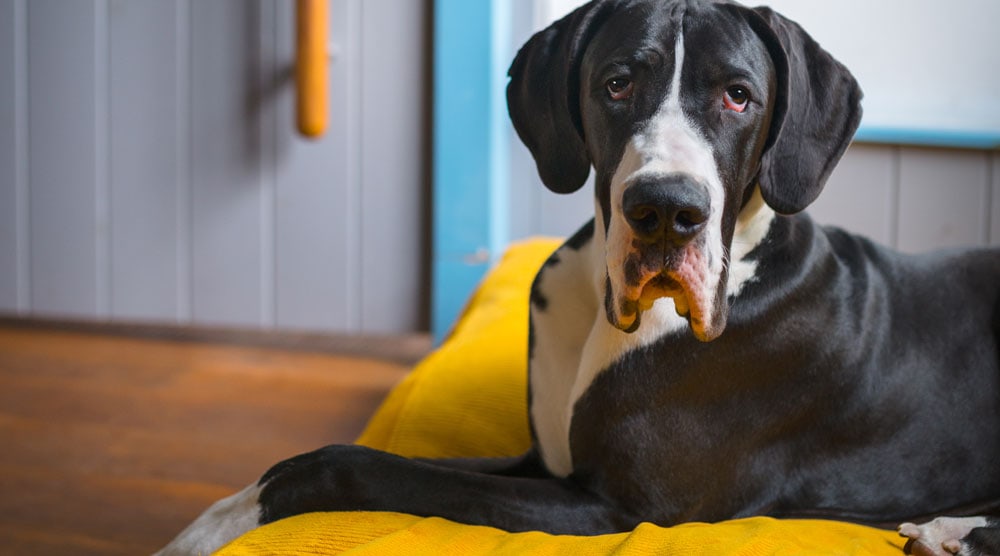 A guide to great dane beds