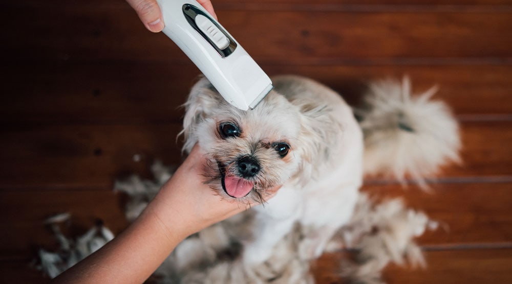 5 Best Professional Dog Grooming Clippers [2023]