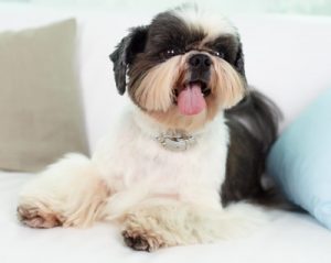 A Shih Tzu on a bed after a profesional groom