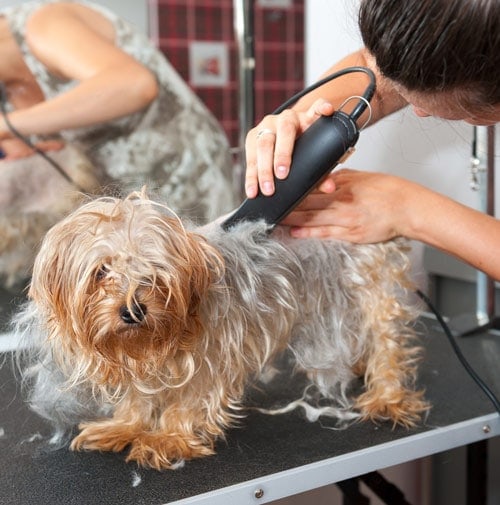 A woman clipping a dog